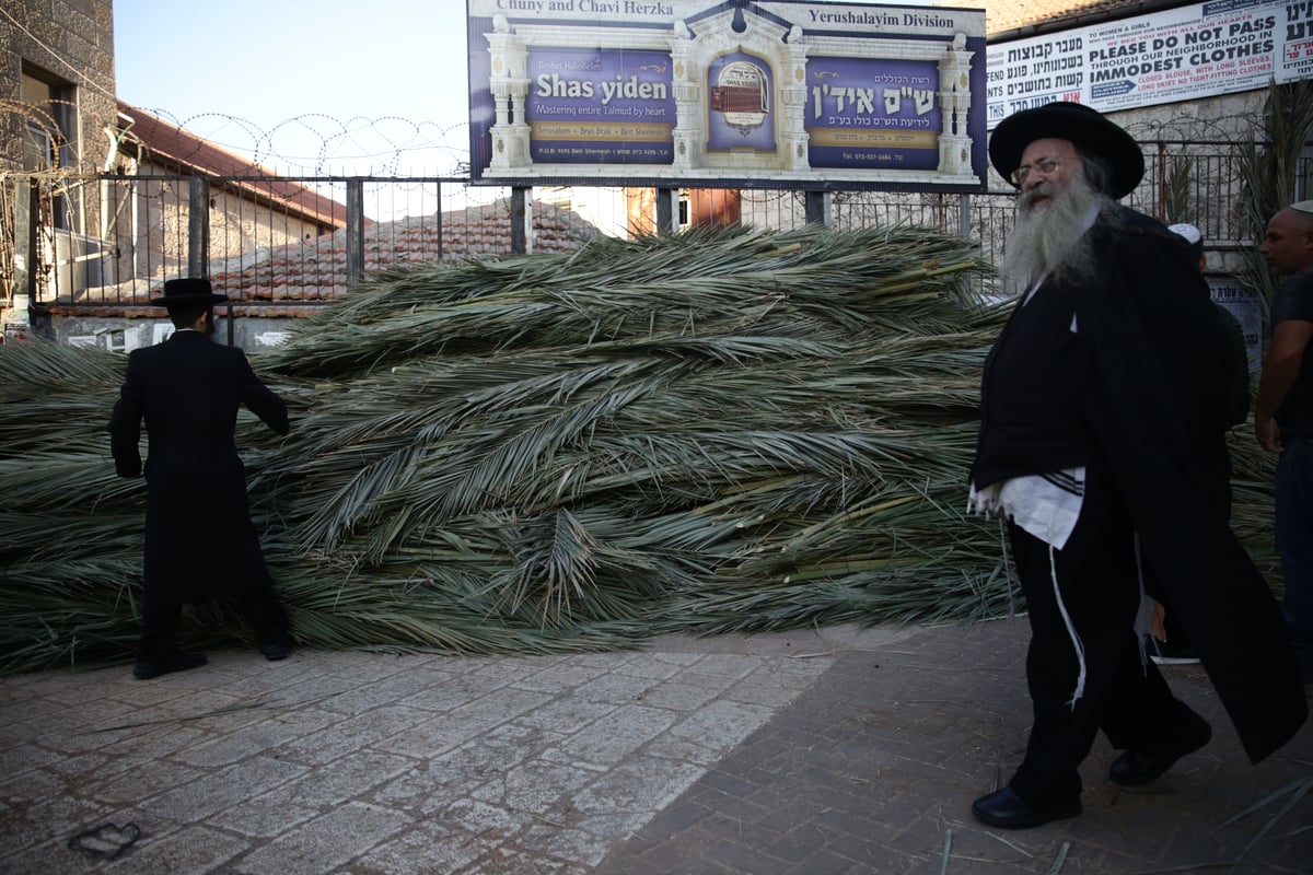 ד' מינים כבר יש לכם? גלריה מהשוק הסואן