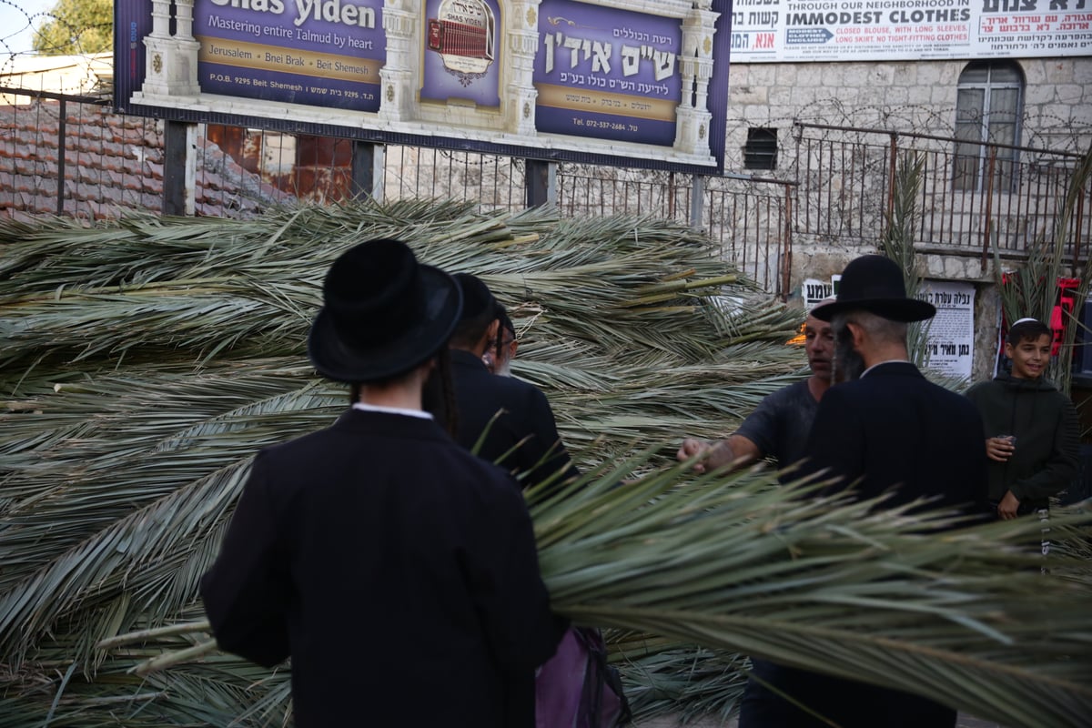 ד' מינים כבר יש לכם? גלריה מהשוק הסואן