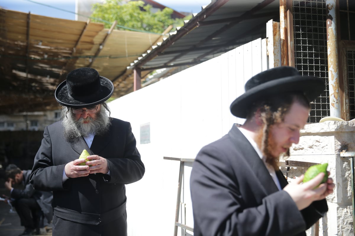 ד' מינים כבר יש לכם? גלריה מהשוק הסואן