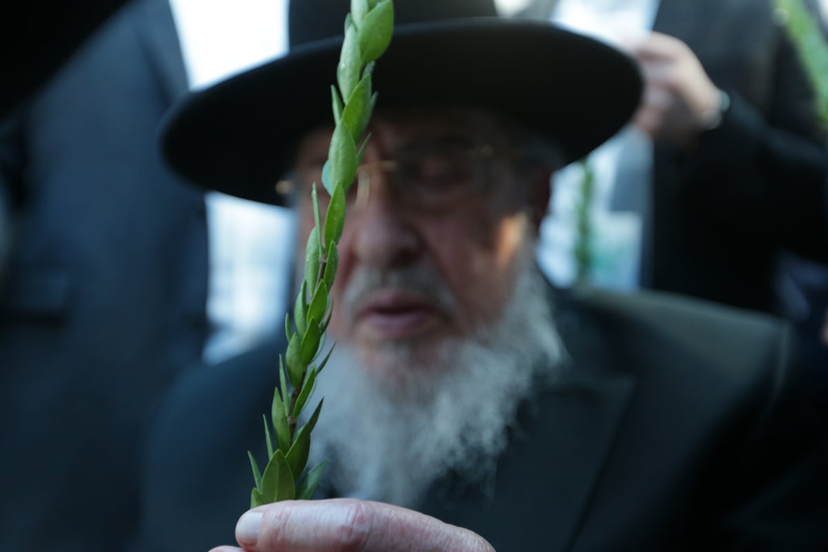 הגרב"מ אזרחי בבחירת הדסים לסוכות • צפו