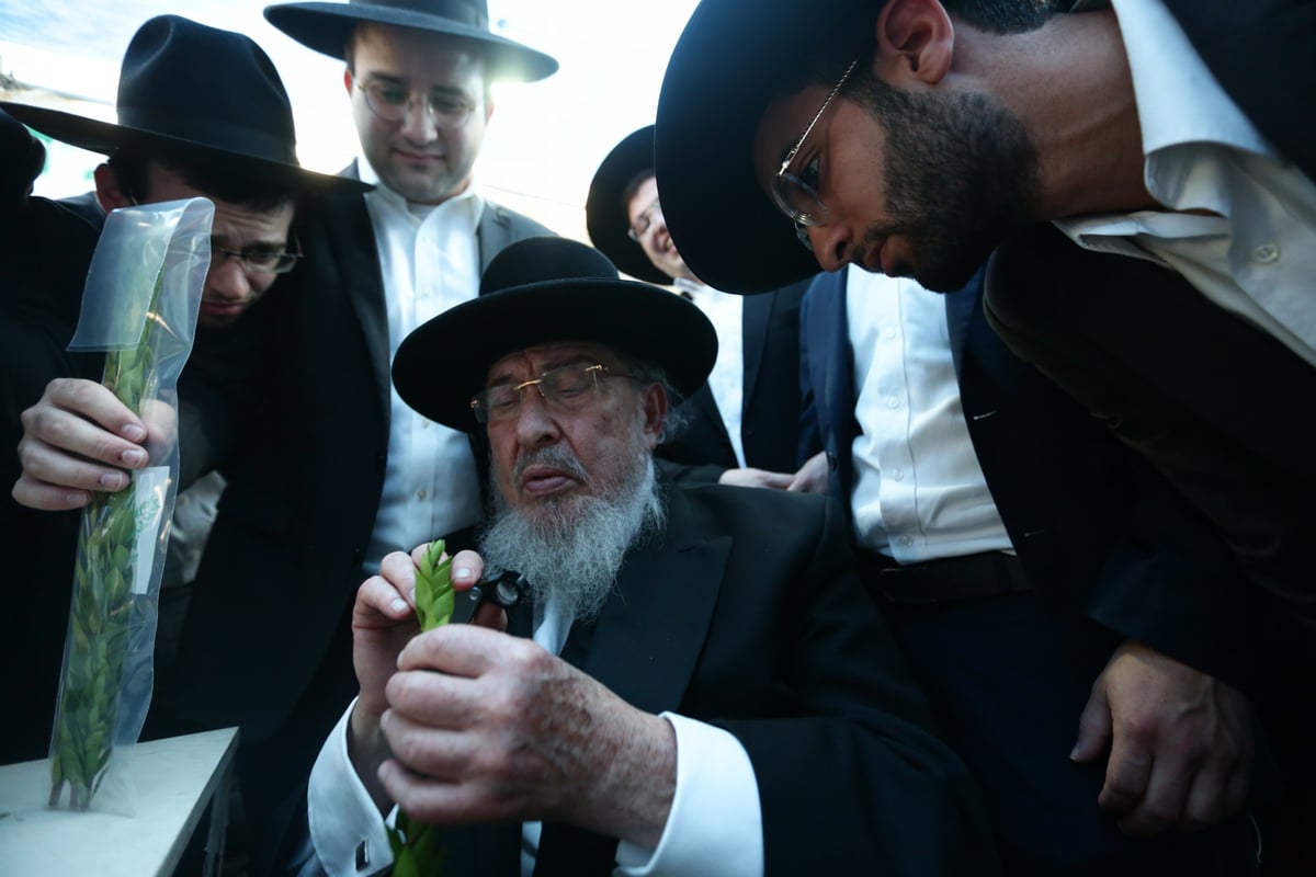 הגרב"מ אזרחי בבחירת הדסים לסוכות • צפו