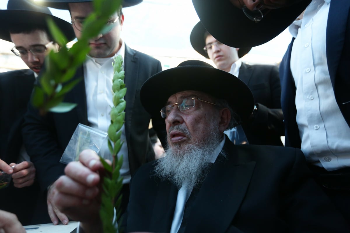 הגרב"מ אזרחי בבחירת הדסים לסוכות • צפו