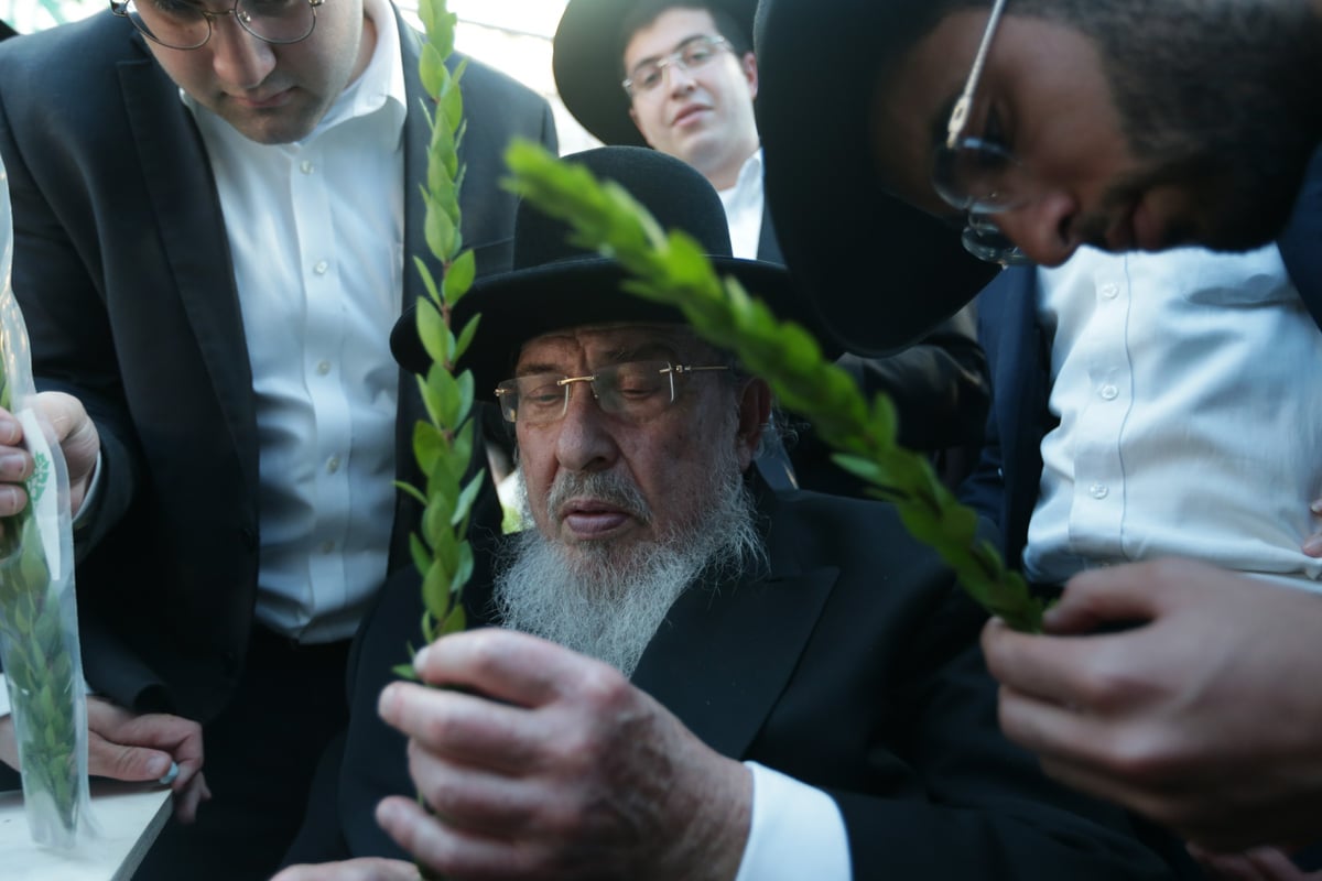 הגרב"מ אזרחי בבחירת הדסים לסוכות • צפו