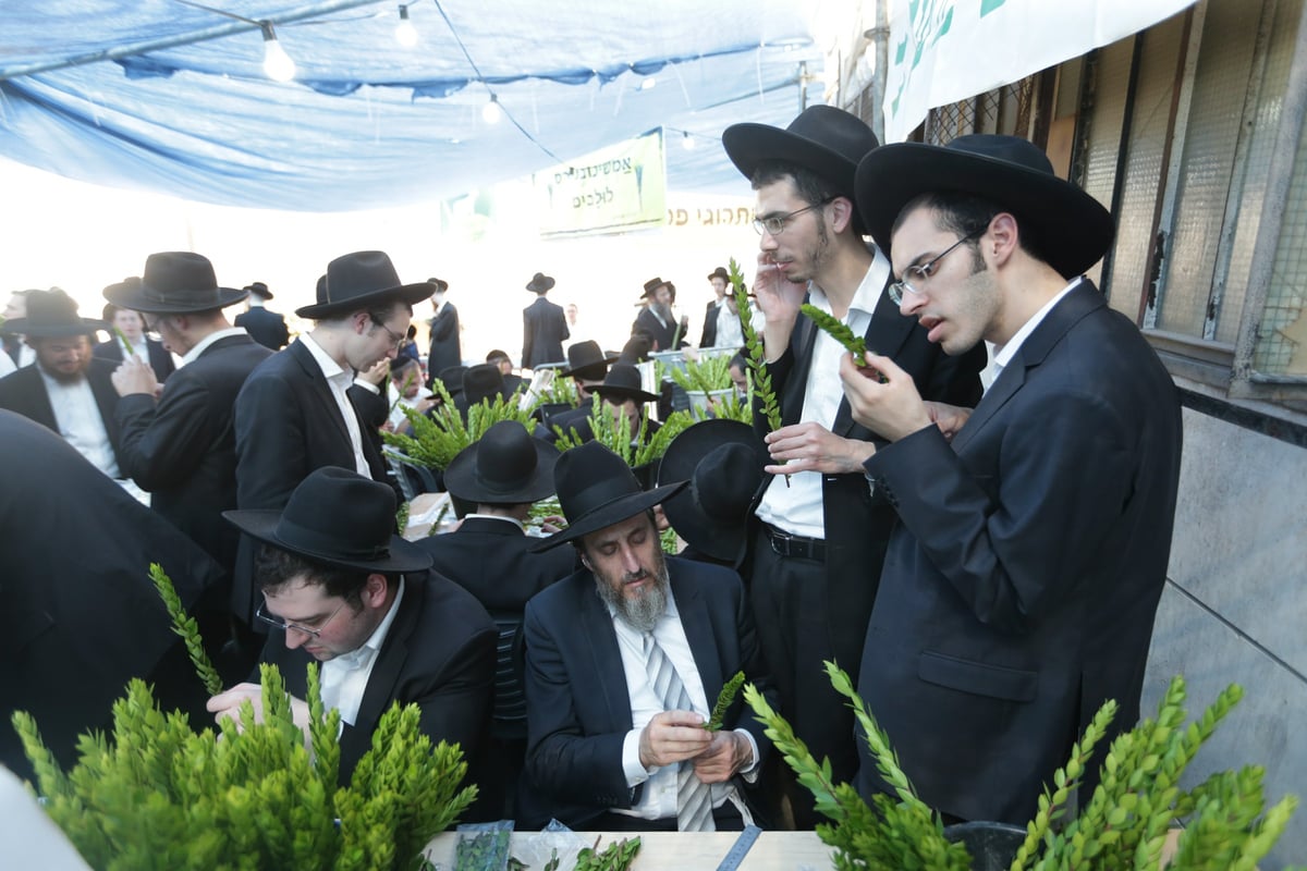 הגרב"מ אזרחי בבחירת הדסים לסוכות • צפו