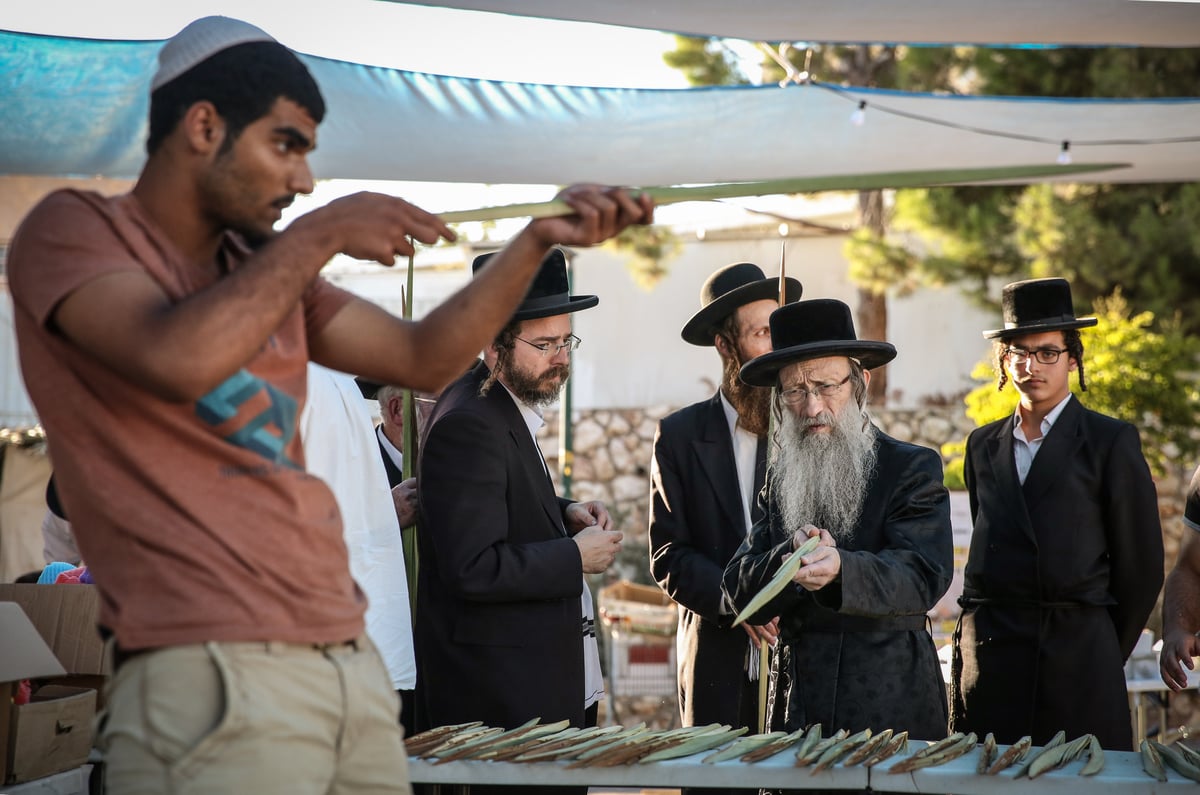 צפו: הרבי מנדבורנה צפת בבחירת ד' מינים