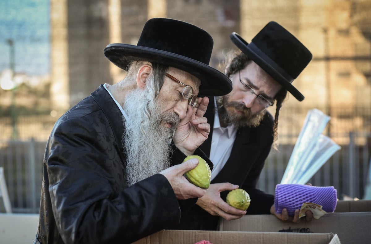 צפו: הרבי מנדבורנה צפת בבחירת ד' מינים