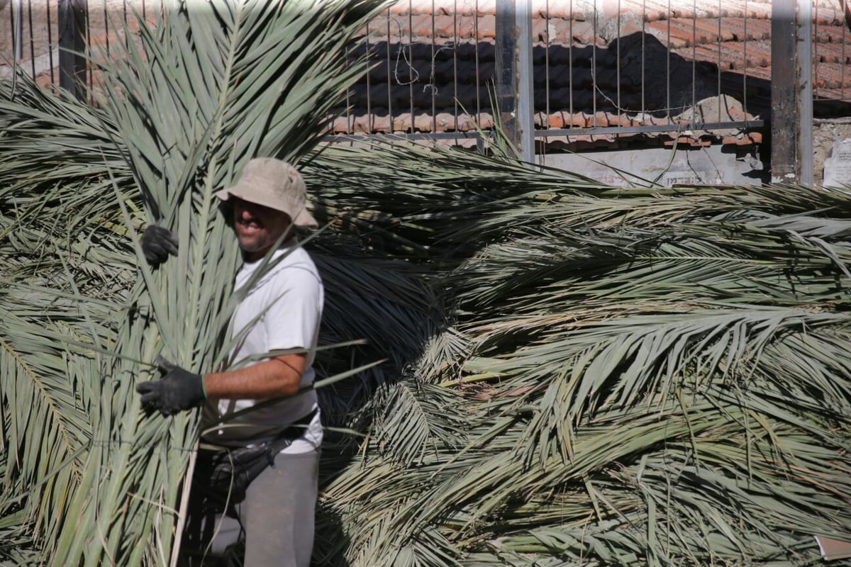 סכך כפות תמרים: במא"ש נערכים לסוכות