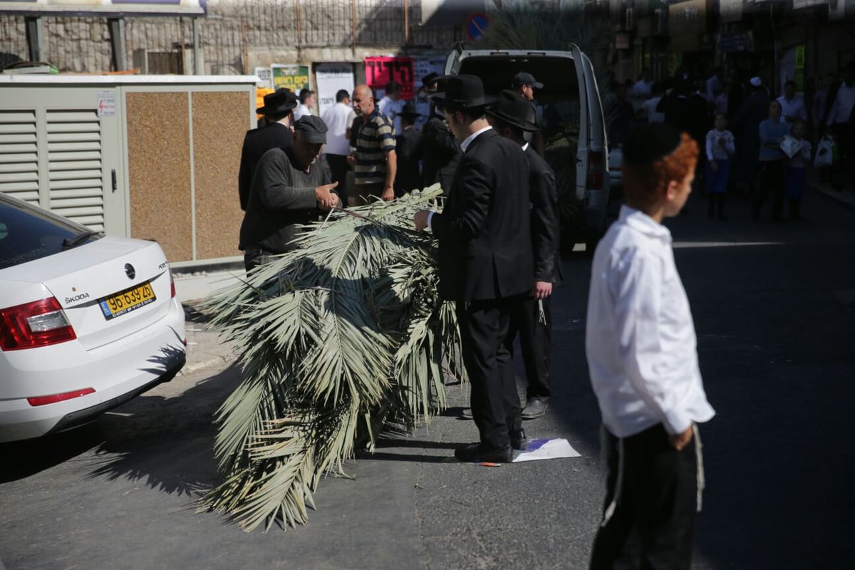 סכך כפות תמרים: במא"ש נערכים לסוכות