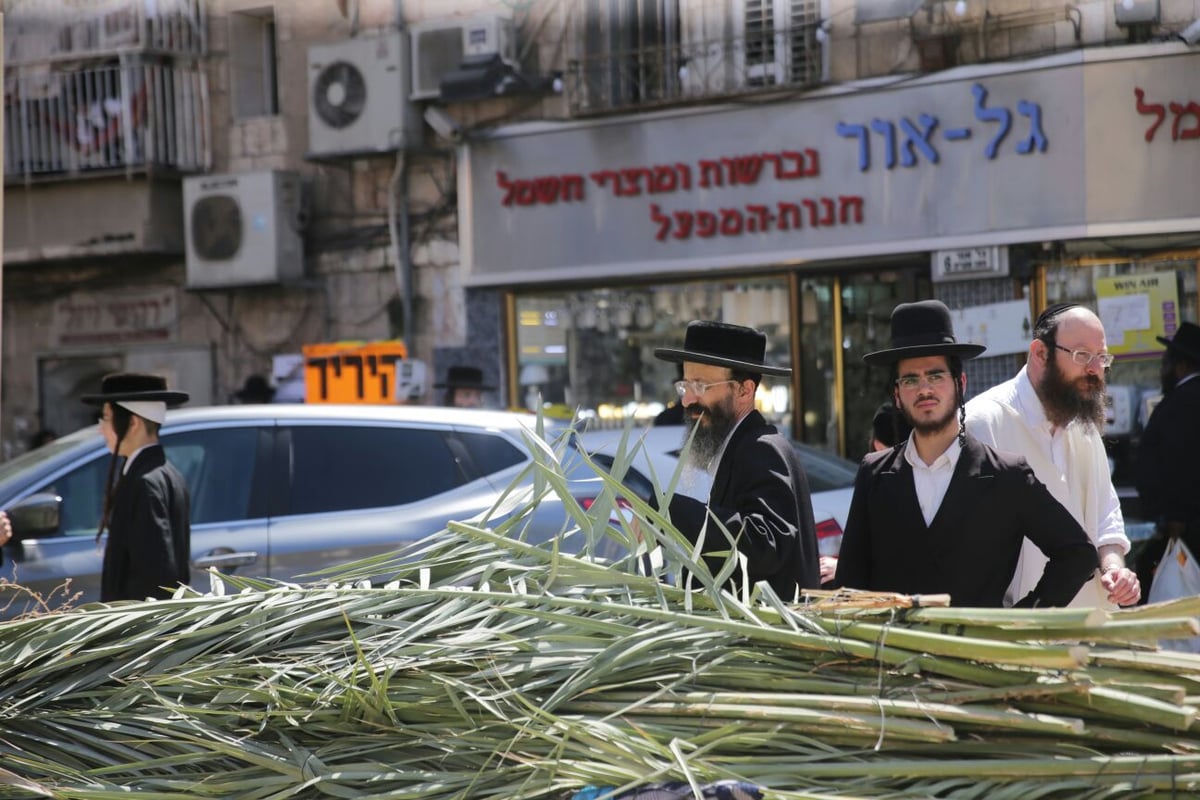 סכך כפות תמרים: במא"ש נערכים לסוכות