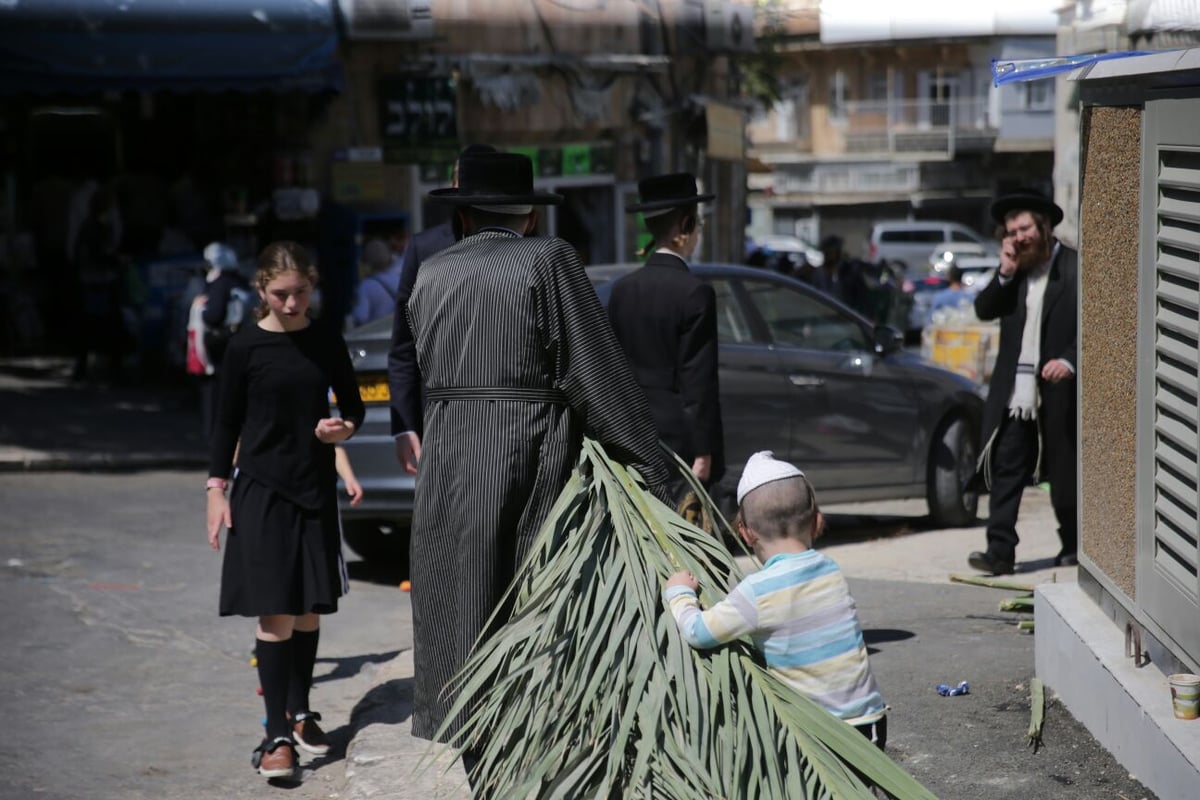 סכך כפות תמרים: במא"ש נערכים לסוכות