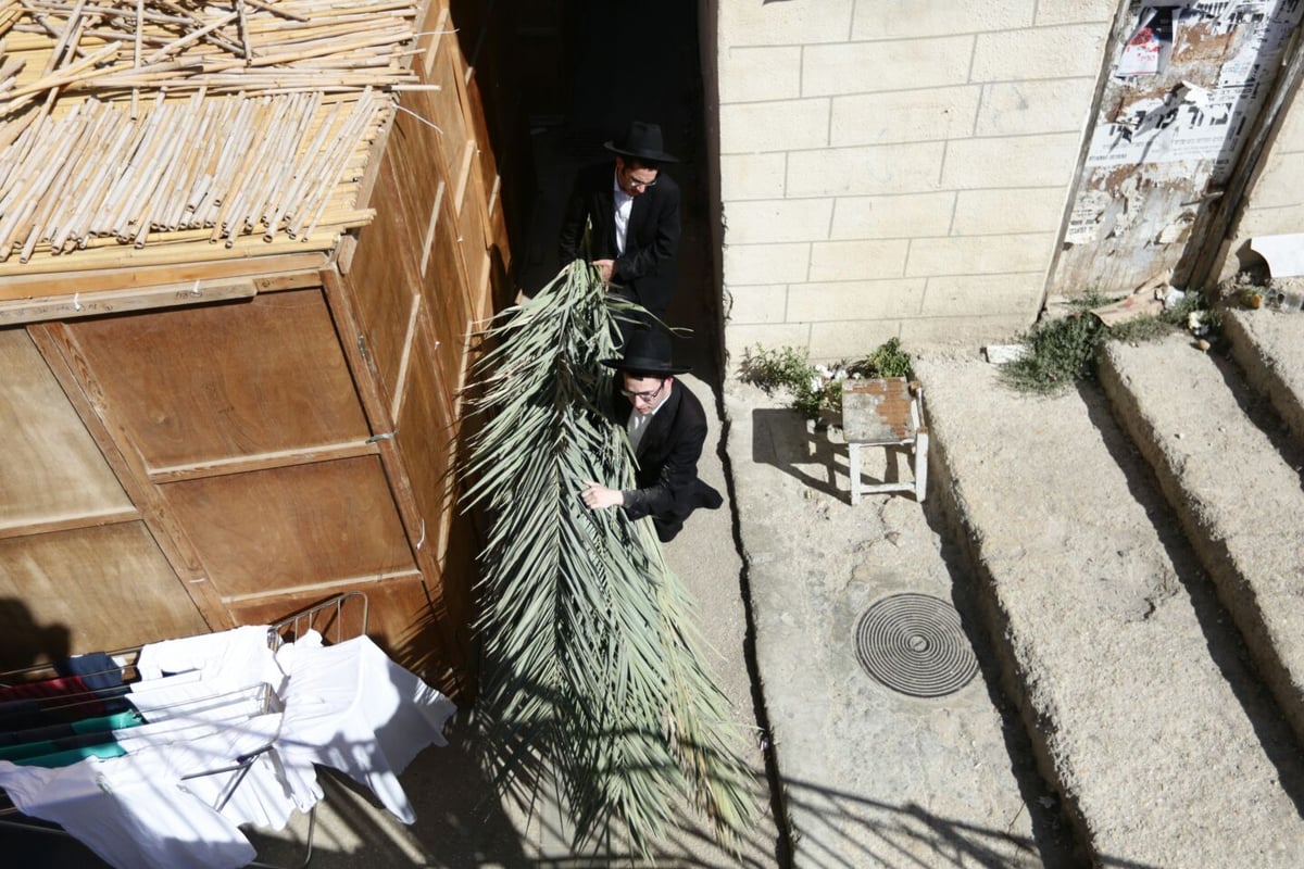 סכך כפות תמרים: במא"ש נערכים לסוכות