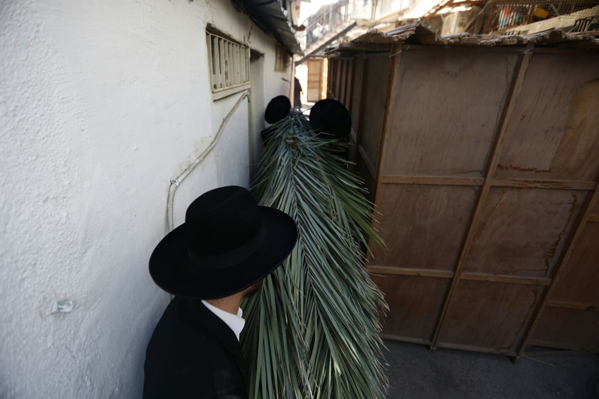 סכך כפות תמרים: במא"ש נערכים לסוכות