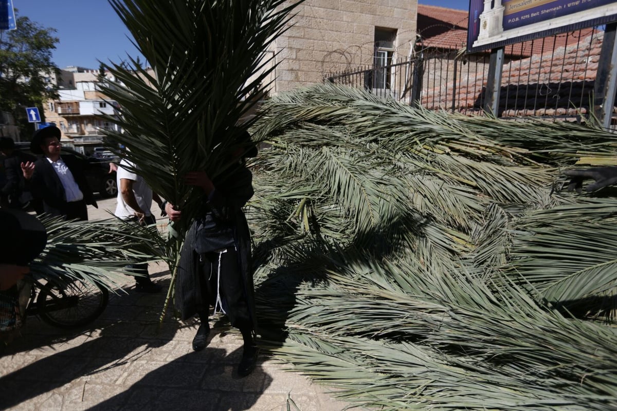 סכך כפות תמרים: במא"ש נערכים לסוכות