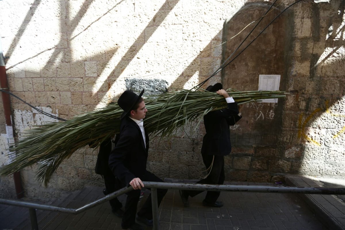 סכך כפות תמרים: במא"ש נערכים לסוכות