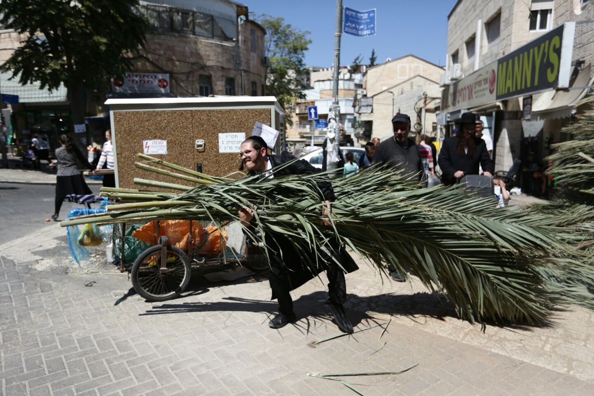 סכך כפות תמרים: במא"ש נערכים לסוכות