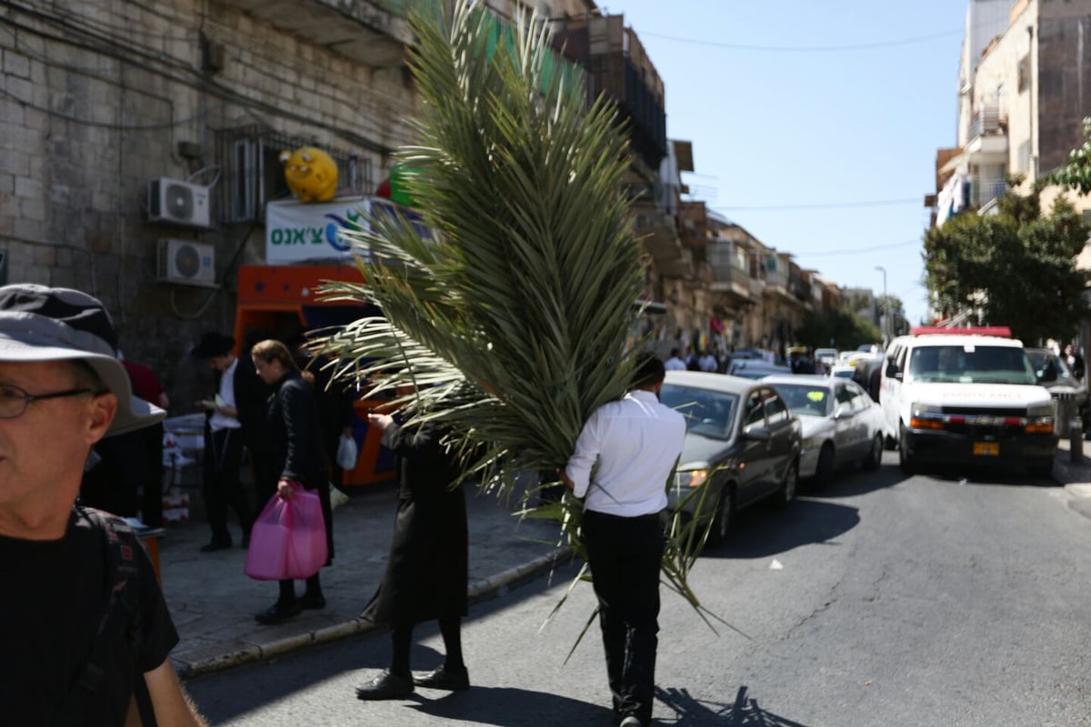 סכך כפות תמרים: במא"ש נערכים לסוכות