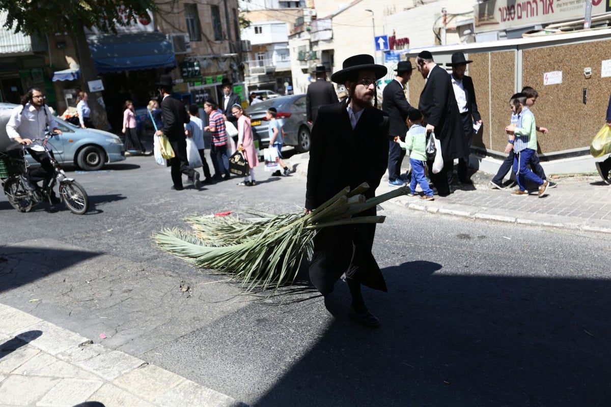 סכך כפות תמרים: במא"ש נערכים לסוכות