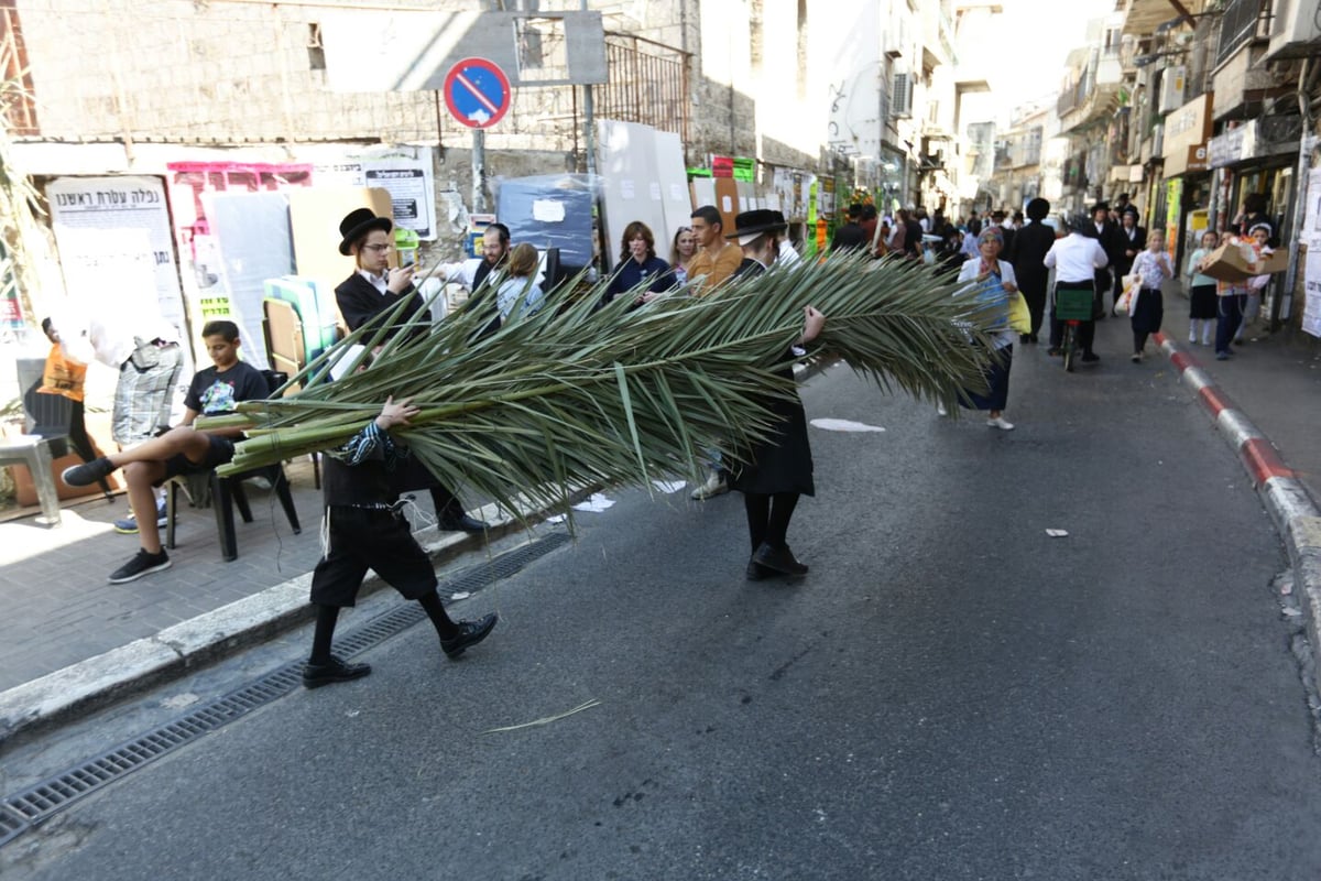 סכך כפות תמרים: במא"ש נערכים לסוכות