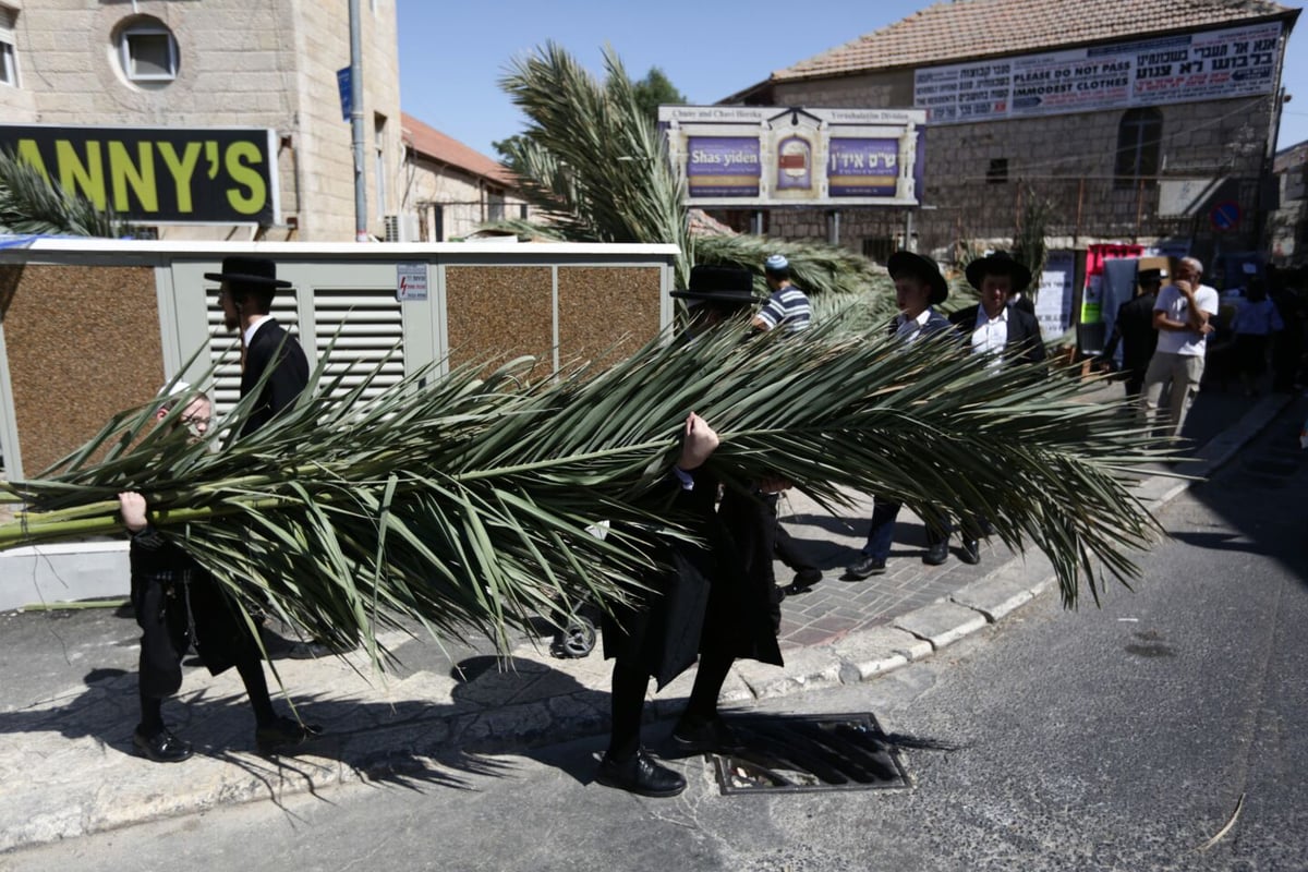 סכך כפות תמרים: במא"ש נערכים לסוכות