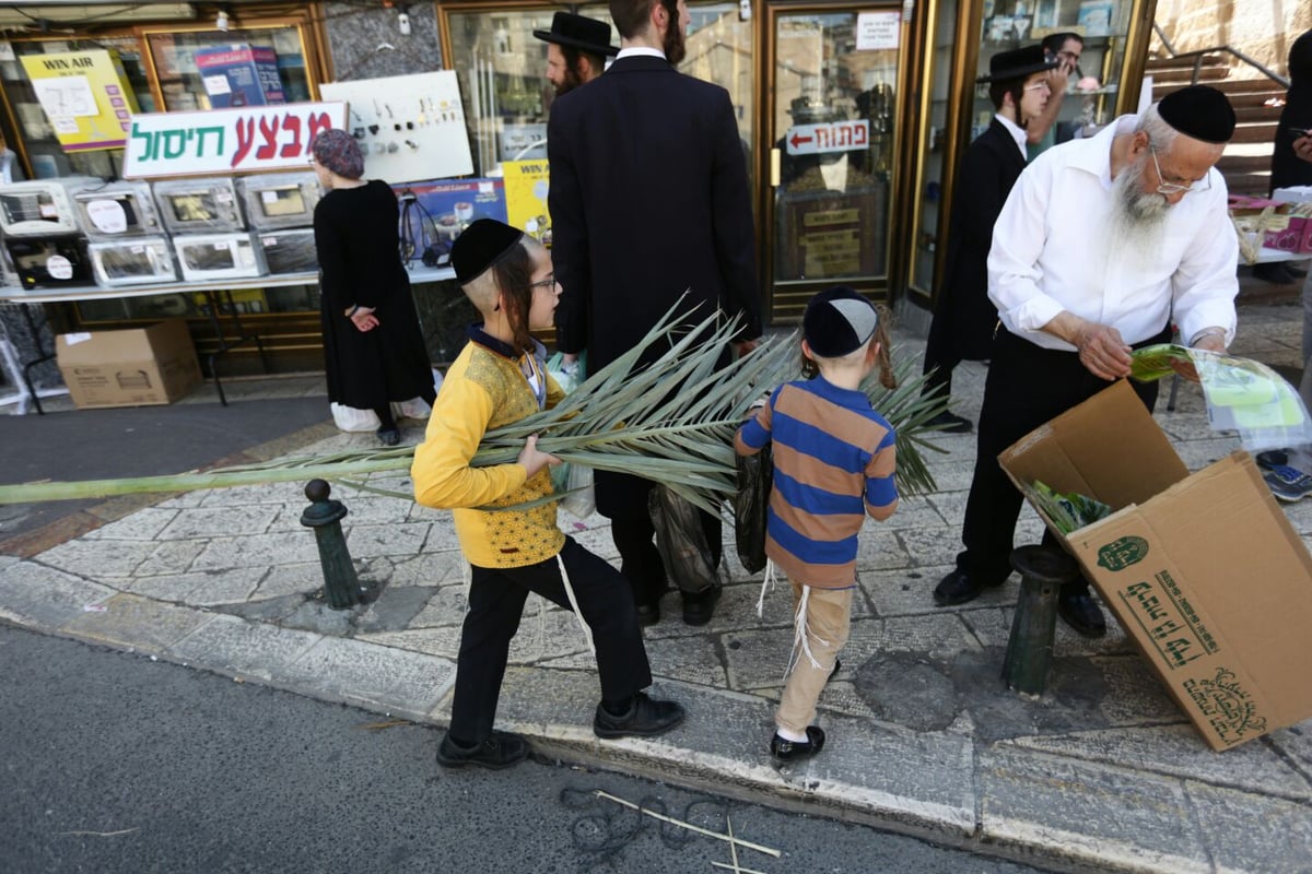 סכך כפות תמרים: במא"ש נערכים לסוכות