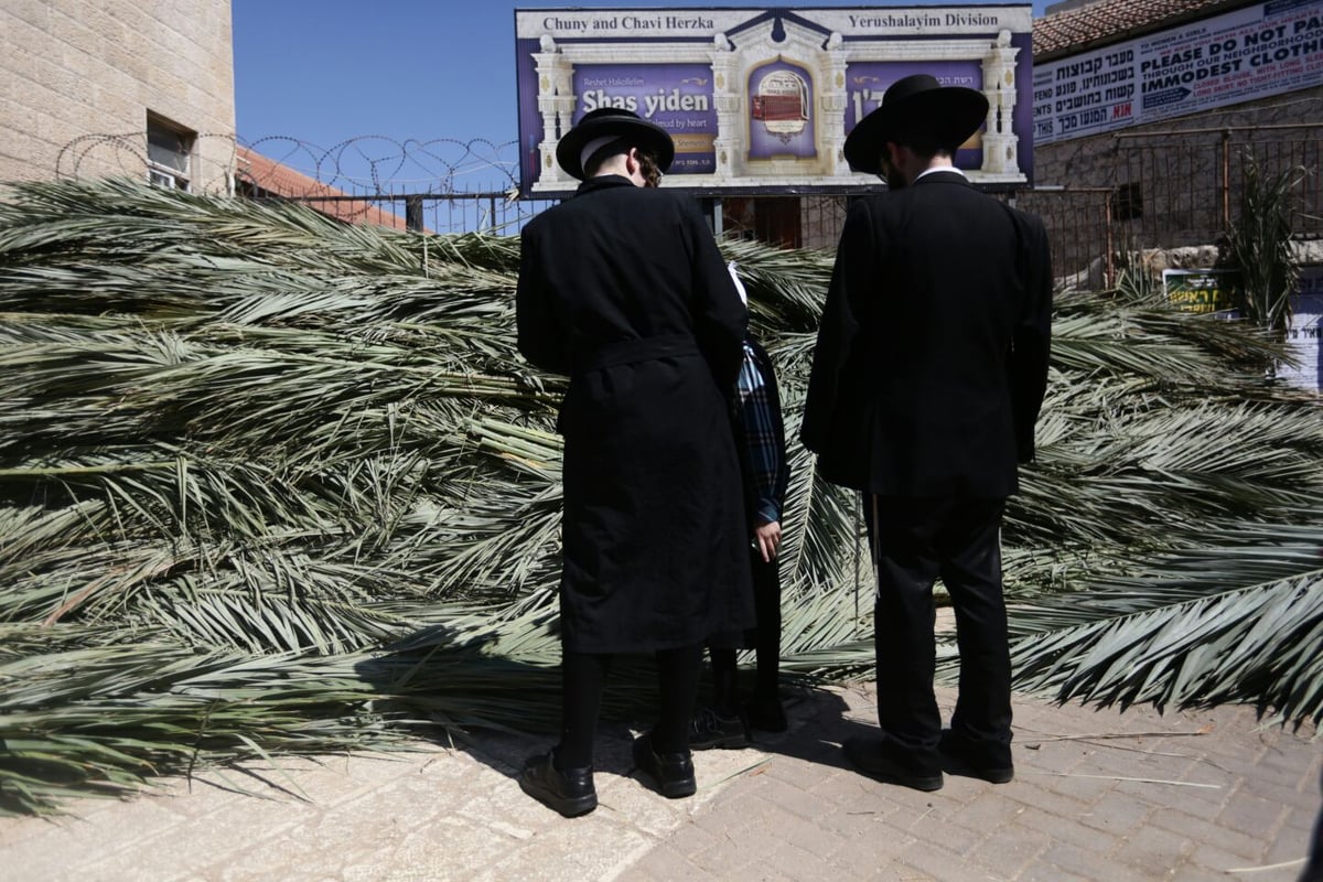 סכך כפות תמרים: במא"ש נערכים לסוכות