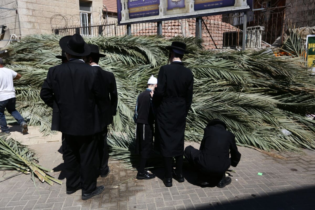 סכך כפות תמרים: במא"ש נערכים לסוכות