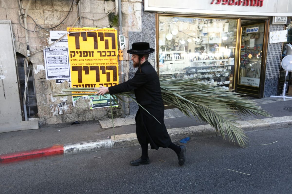 סכך כפות תמרים: במא"ש נערכים לסוכות