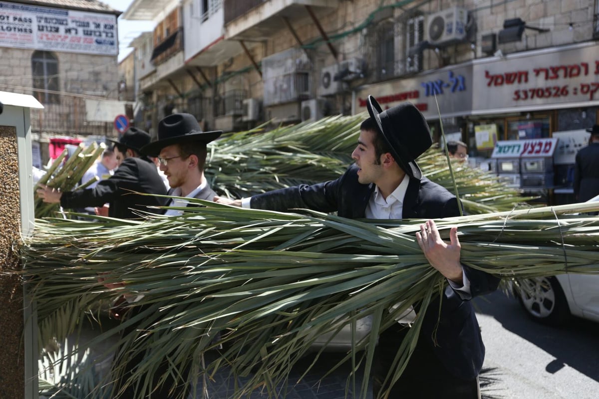 סכך כפות תמרים: במא"ש נערכים לסוכות