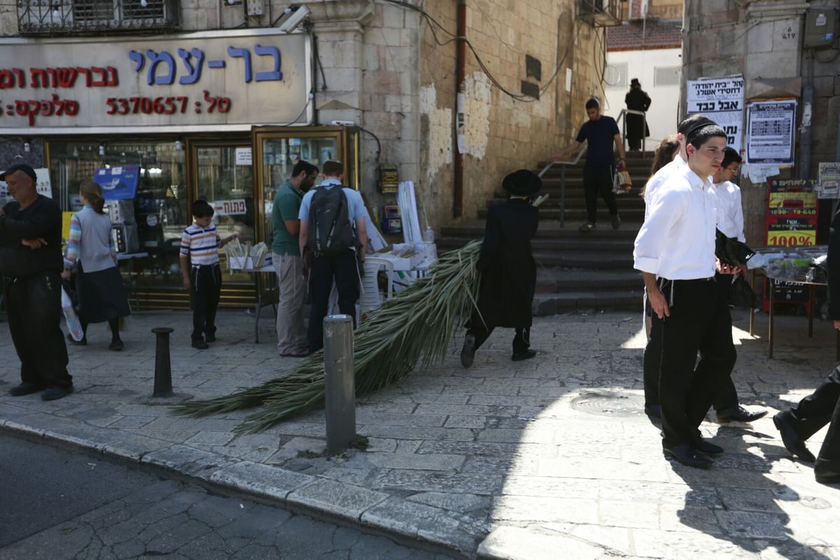 סכך כפות תמרים: במא"ש נערכים לסוכות