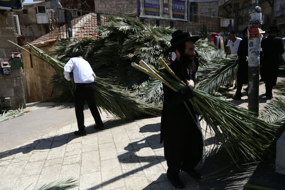 סכך כפות תמרים: במא"ש נערכים לסוכות