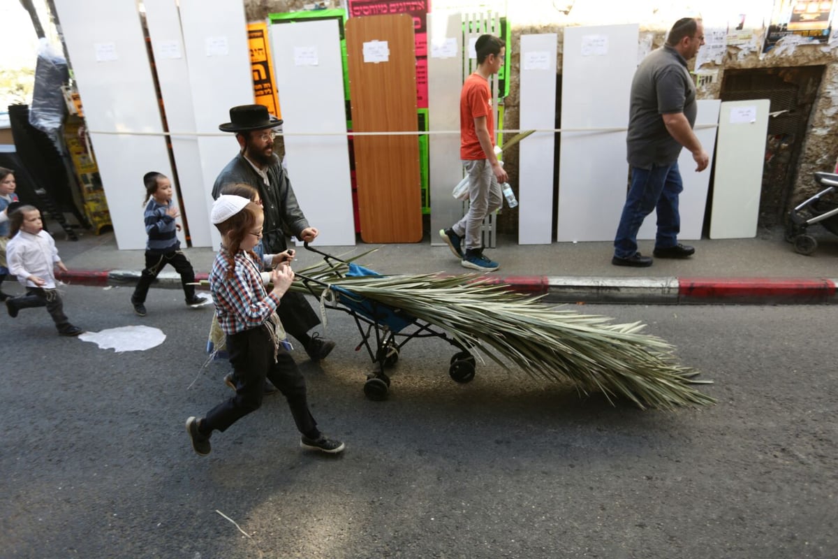 סכך כפות תמרים: במא"ש נערכים לסוכות