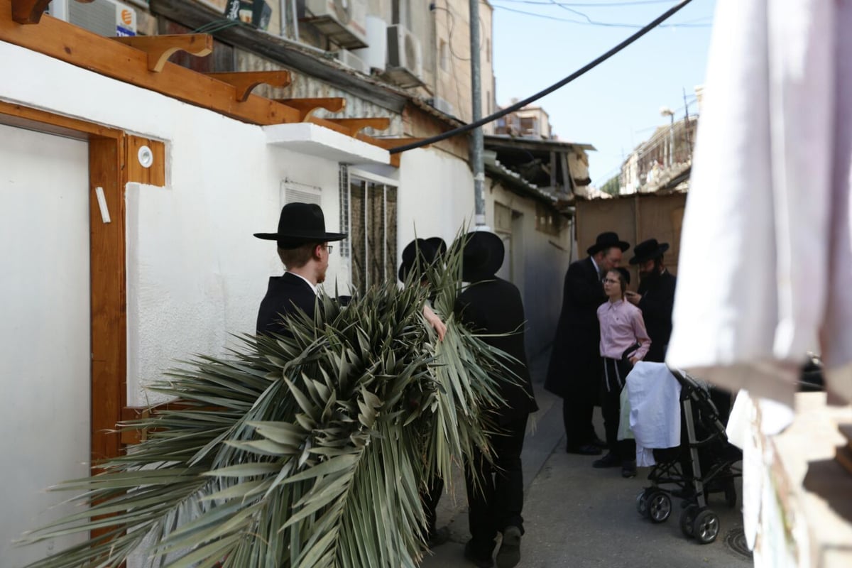 סכך כפות תמרים: במא"ש נערכים לסוכות