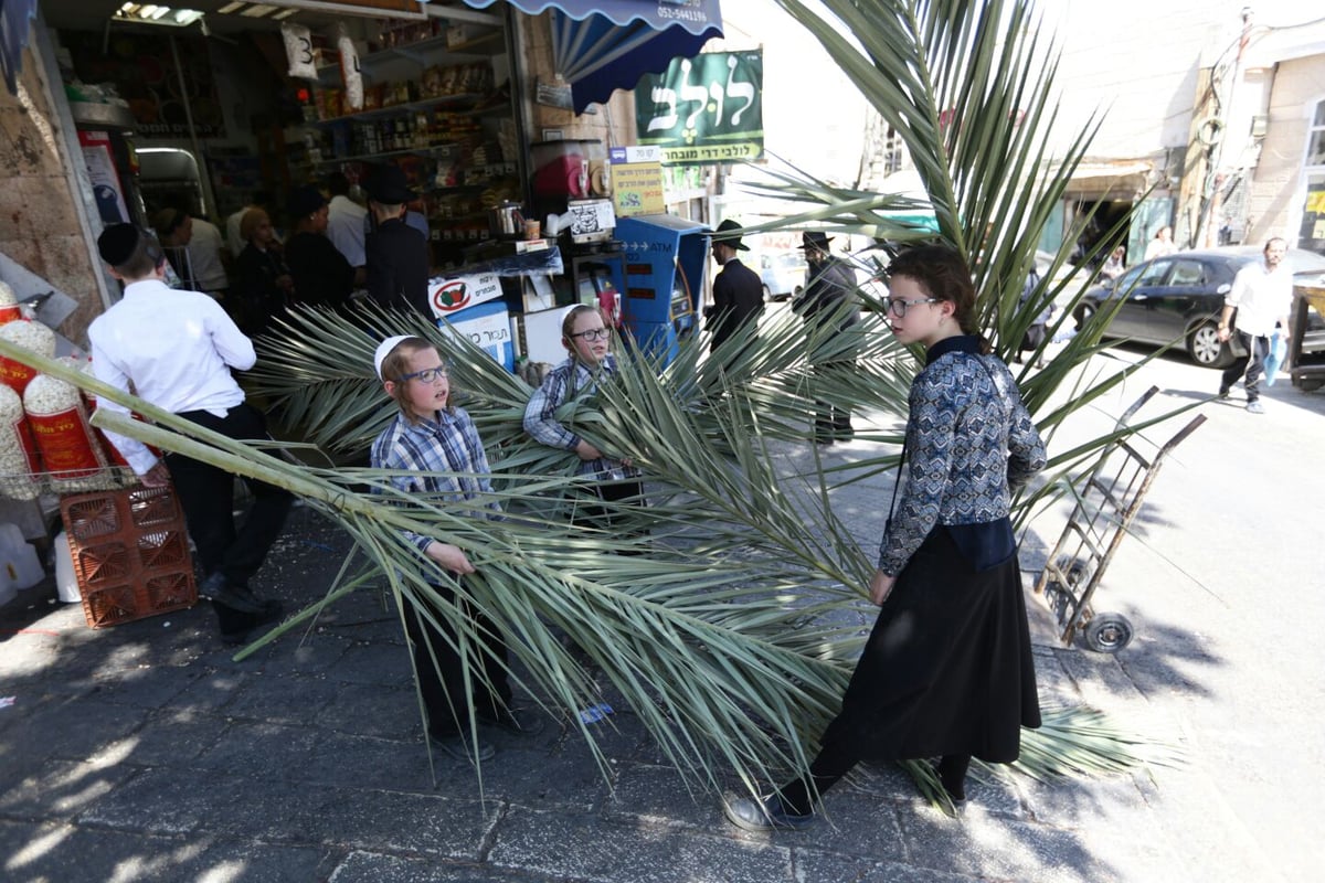 סכך כפות תמרים: במא"ש נערכים לסוכות