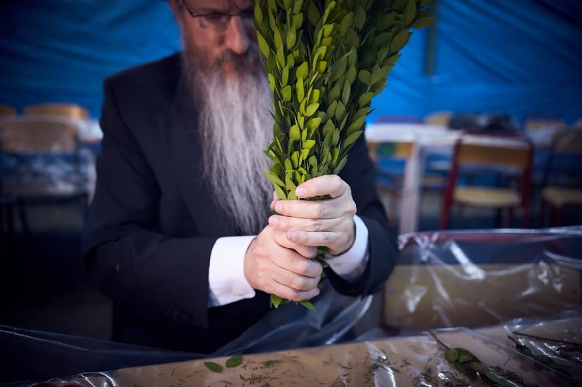 כך נראה חג הסוכות במוסקבה. גלריה