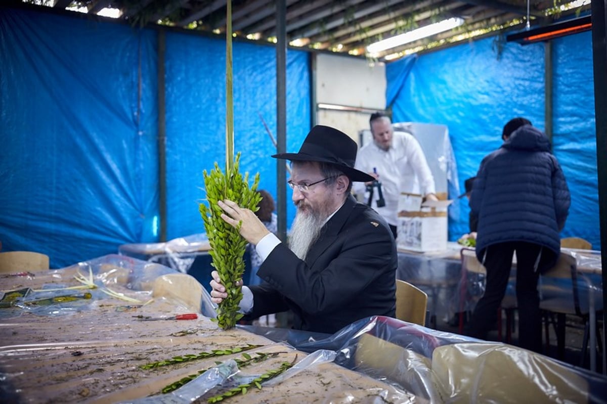 כך נראה חג הסוכות במוסקבה. גלריה