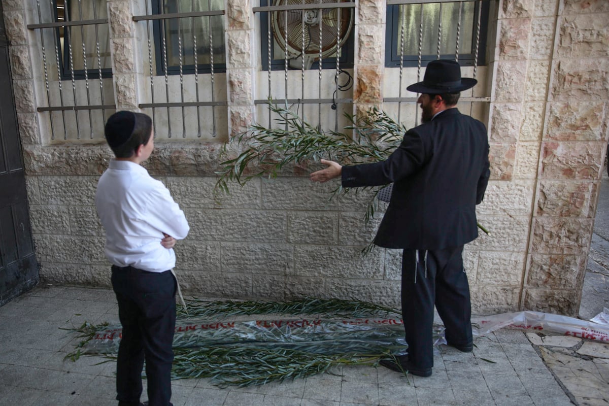 קול מבשר מבשר ואומר: הערבות מוכנות