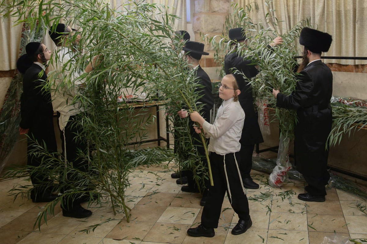 קול מבשר מבשר ואומר: הערבות מוכנות