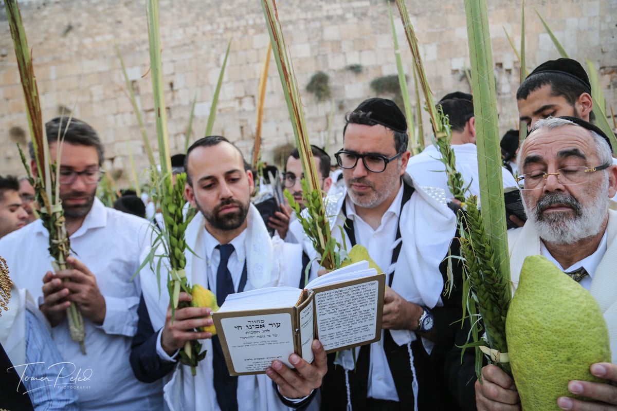 צפו: יעקב שוואקי מסלסל בהושענות בכותל המערבי