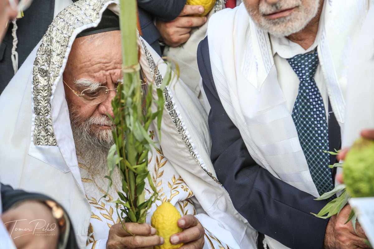 צפו: יעקב שוואקי מסלסל בהושענות בכותל המערבי