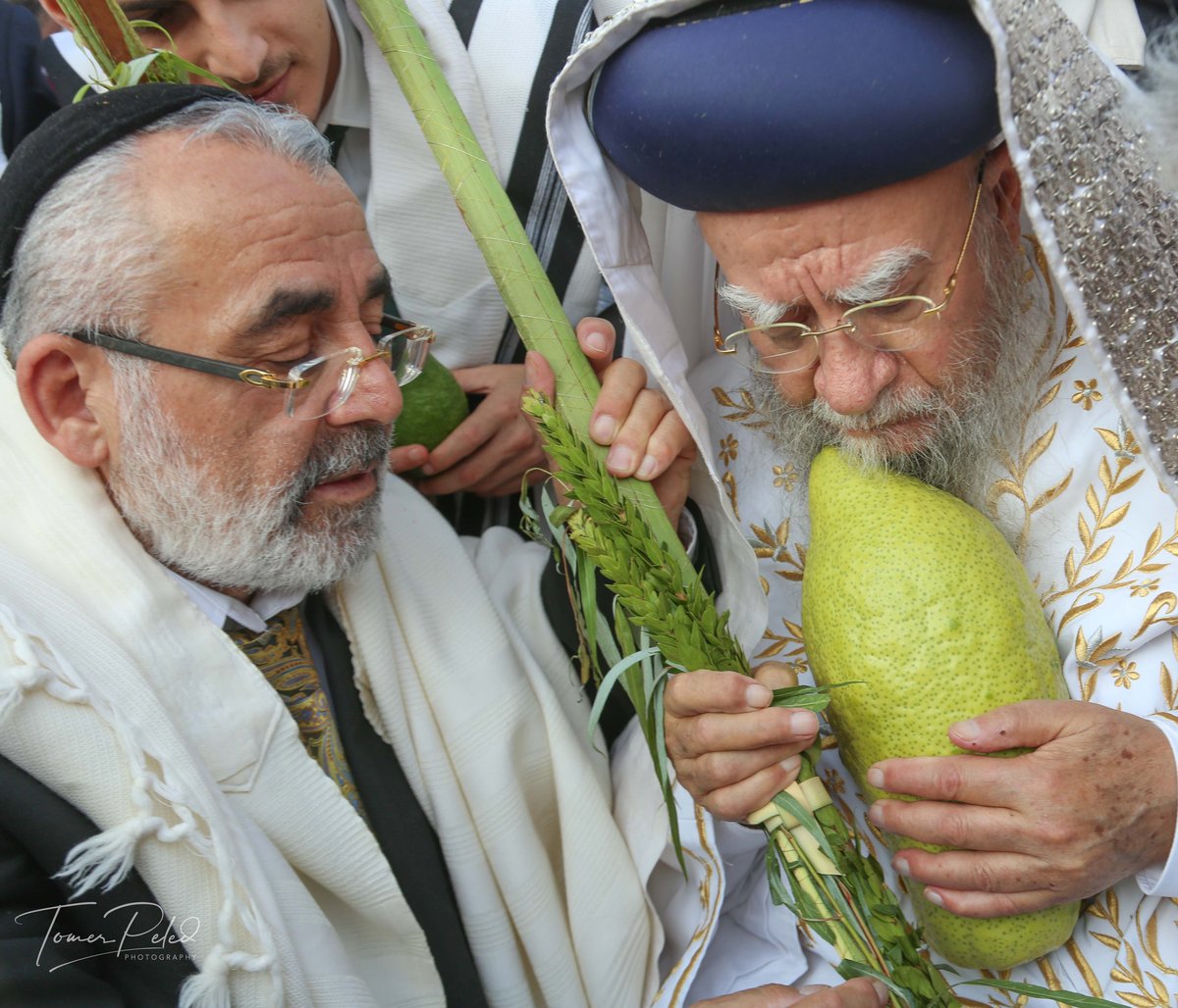 צפו: יעקב שוואקי מסלסל בהושענות בכותל המערבי