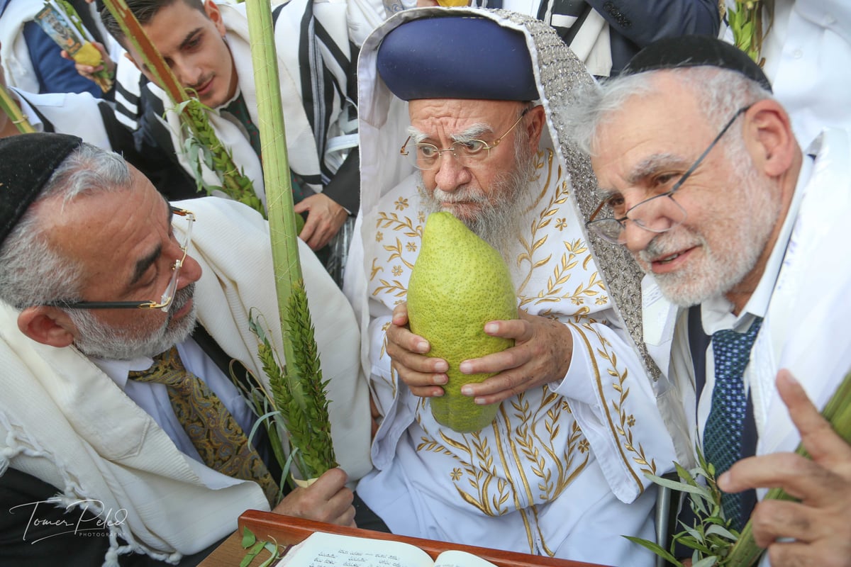 צפו: יעקב שוואקי מסלסל בהושענות בכותל המערבי