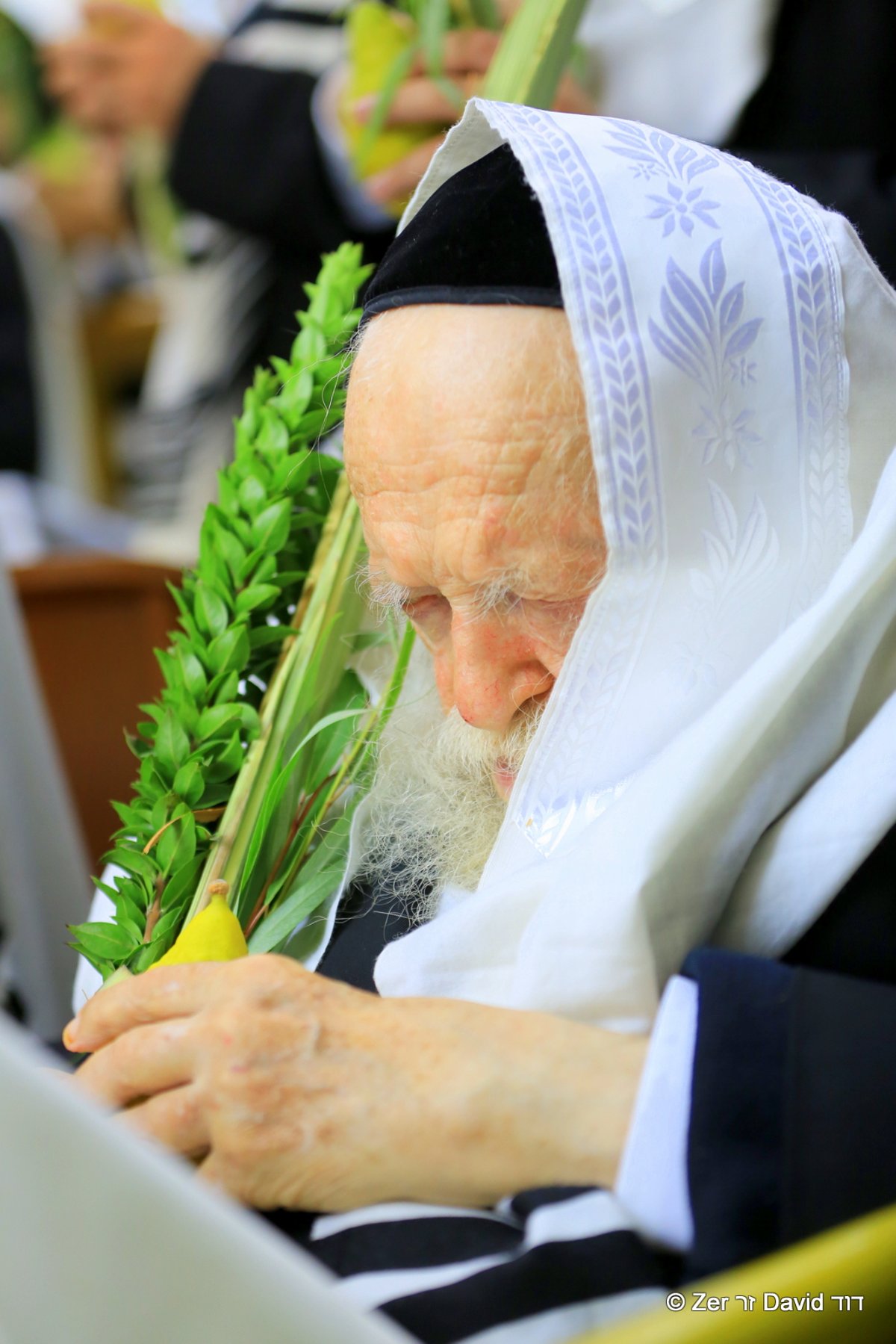 מרן הגר"ח קנייבסקי בהושענא רבה • תיעוד