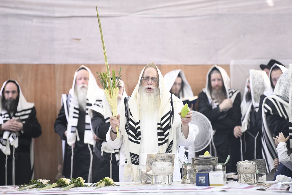 זריקת התפוחים וההקפות: "שמחת תורה" בצאנז