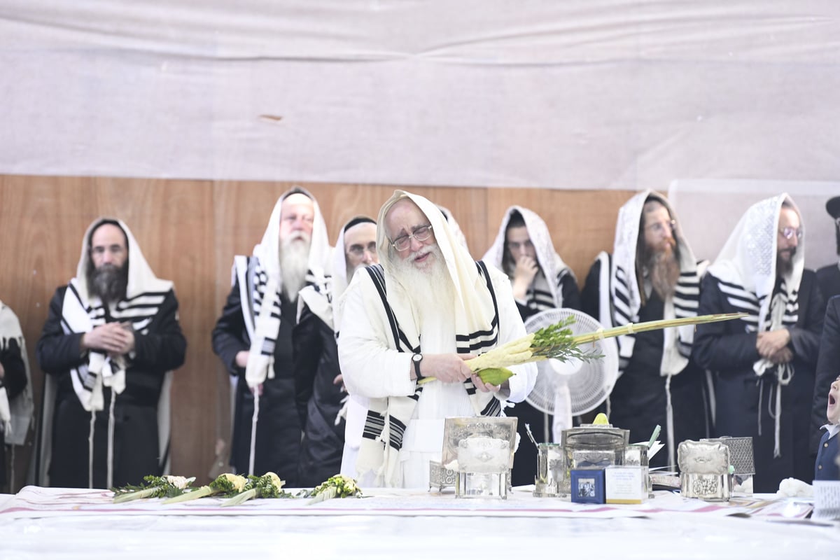 זריקת התפוחים וההקפות: "שמחת תורה" בצאנז