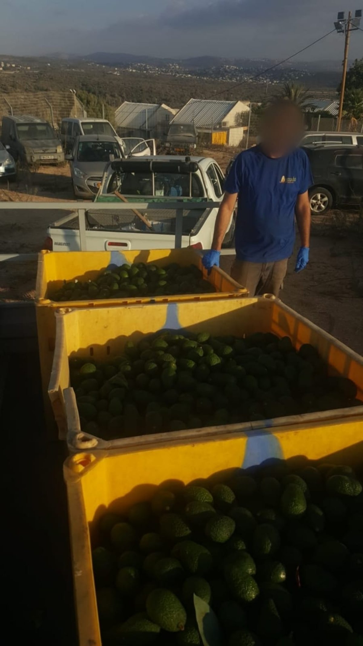 כתב אישום: גנבו 1,300 ק"ג של אבוקדו