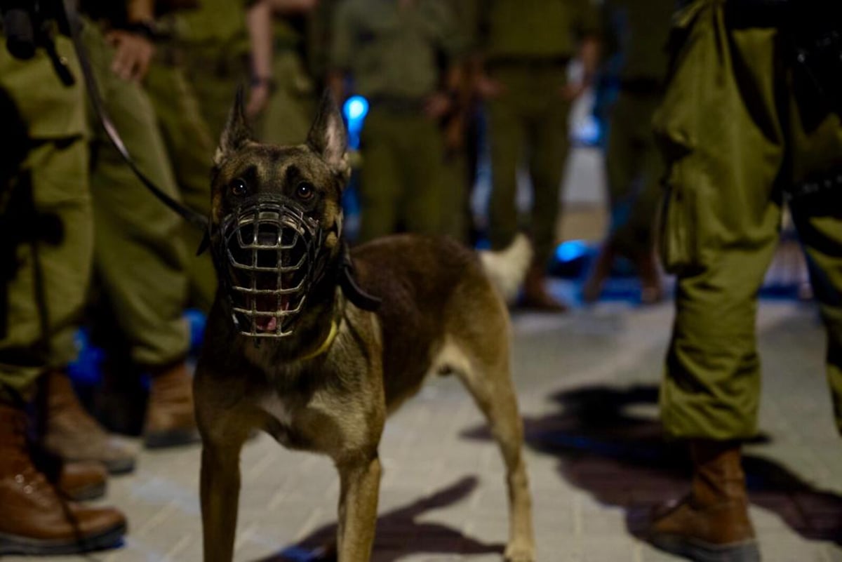 נמשך המצוד אחר המחבל • צפו בתיעוד