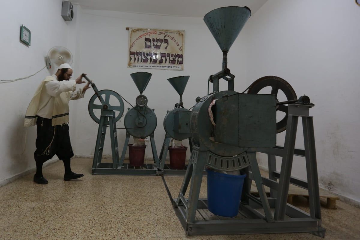 כך טוחנים חיטים עבור המצות • גלריה