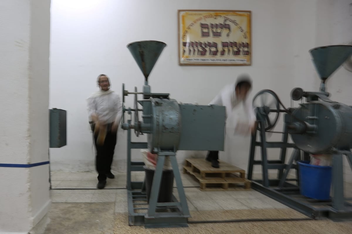 כך טוחנים חיטים עבור המצות • גלריה