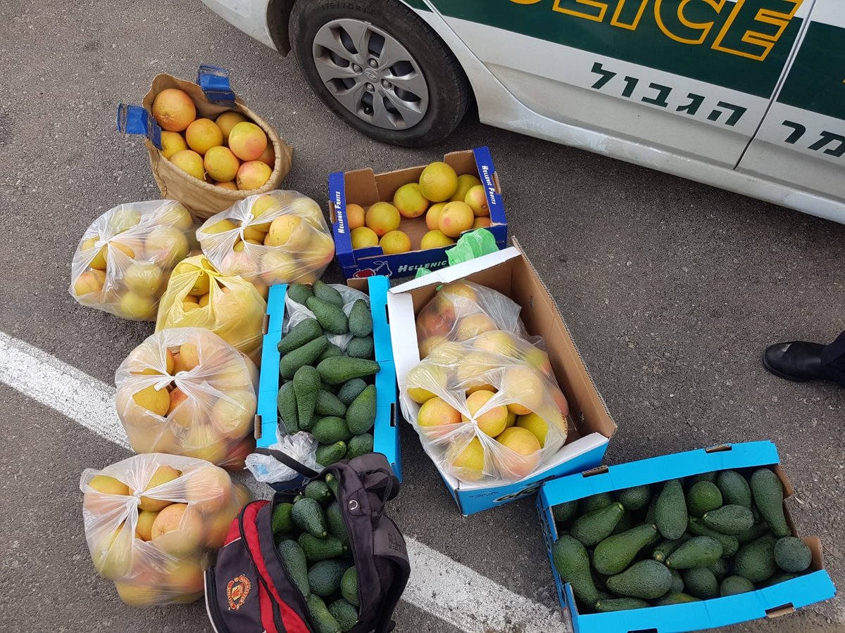 המג"בניקים לכדו שני גנבי אבוקדו ואשכוליות