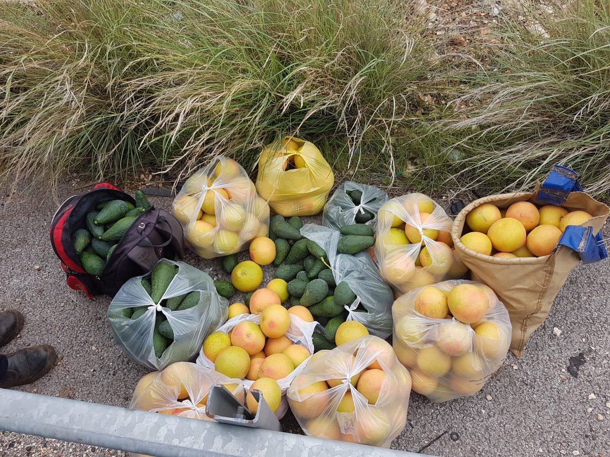 המג"בניקים לכדו שני גנבי אבוקדו ואשכוליות